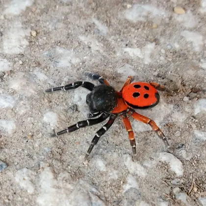 Жителка на Пловдив засне необичаен паяк по време на разходка