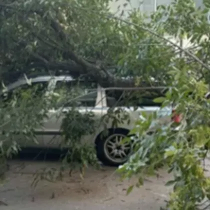 Дърво се стовари върху паркиран автомобил на улица в район