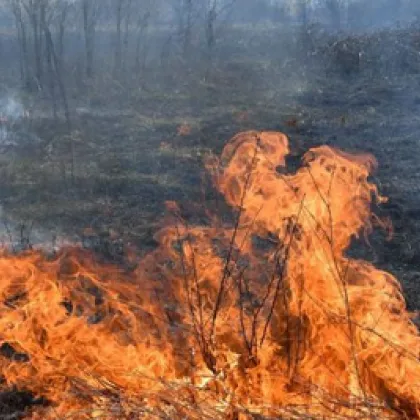 Голям пожар гори между Каварна и Балчик съобщи общественото радио Той
