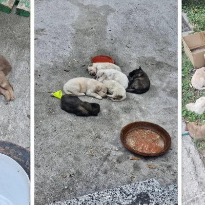 Потресаваща гледка разтърси социалните мрежи Млад пловдивчанин алармира за 15