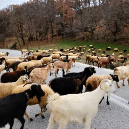 Констатирани са 11 нови огнища на шарка по дребните преживни