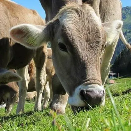 Над 20 крави са загинали при пожар в кравеферма в