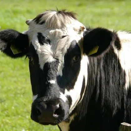 Фермер от Карлово който отглежда крави в местността Гюметата е