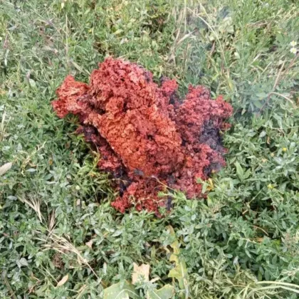 Желязо и железни окиси е съдържанието на червеното вещество което