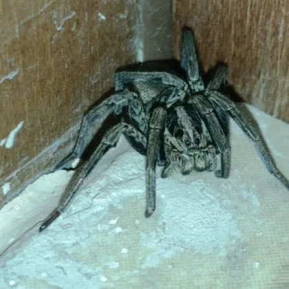 Неочакван гост с осем крака привлече вниманието на потребители в