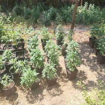 Задържаха двама криминално проявени софиянци в момент на обгрижване на канабисови растения в Свогенско