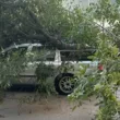 Дърво падна върху кола в Пловдив, шофьорът се закани да съди общината СНИМКИ