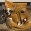Куче нахапа домашен любимец на плаж