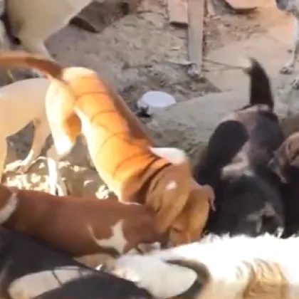 Напрежение във вилна зона край Враца заради кучешки приют в