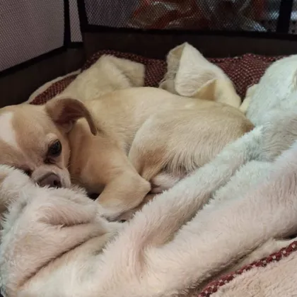 Поредна тревожна случка с агресивно куче предизвика вълна от възмущение