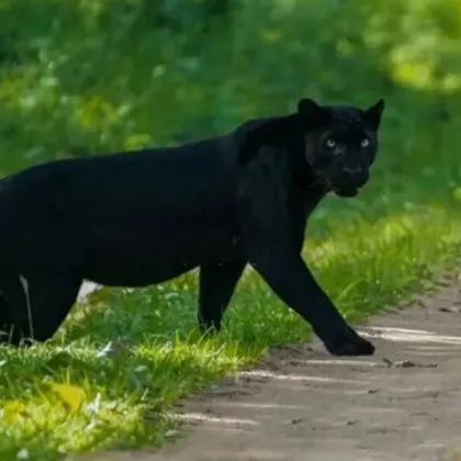 Черният леопард е бил забелязан до шуменския квартал Мътница Минути