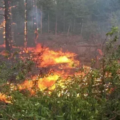 Има евакуирани хора в района на пожара над село Илинденци