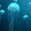Опасни за хората медузи се появиха в Гърция