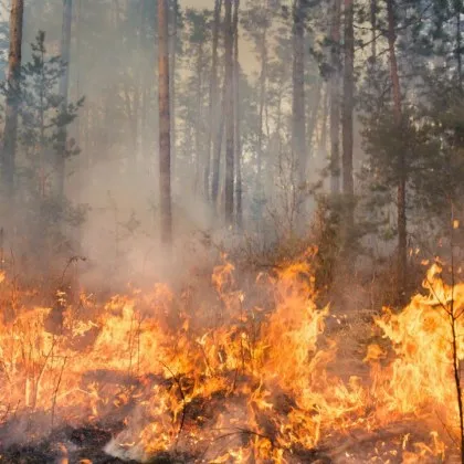 Голям пожар избухна и в близост до софийското село Иваняне Пламъците