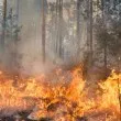 Пожар край Иваняне: Огнената стихия се разраства, търсят се доброволци!