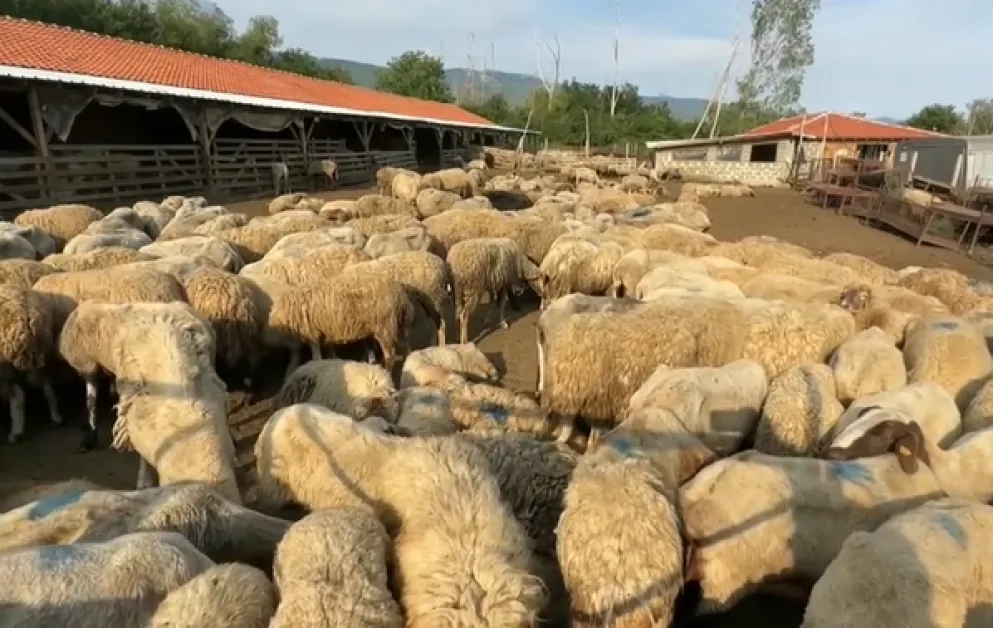 10 000 животни са евтаназирани заради шарката, огнищата не спират