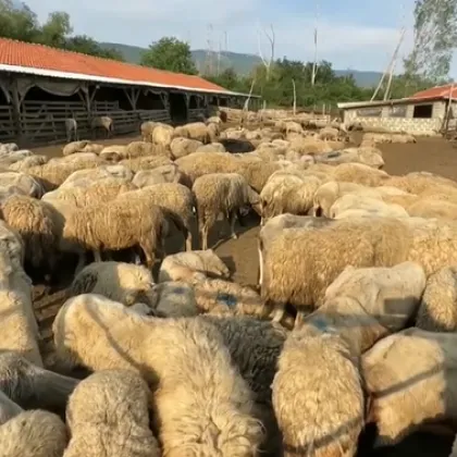 10 000 животни са евтаназирани заради шарката, огнищата не спират