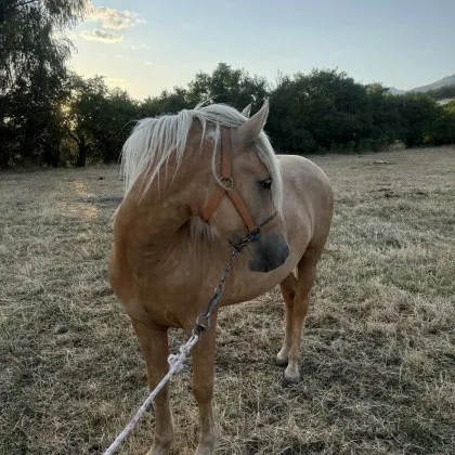 Кон е бил откраднат тази нощ от пасище в кв