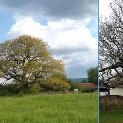 В големия пожар в Трънско е изгорял вековният горун от