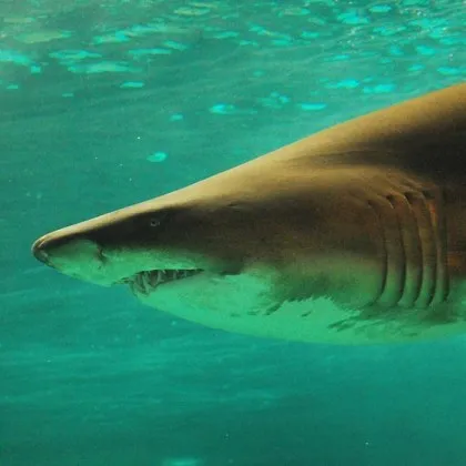 Рекордна по големина акула човекоядец беше открита край бреговете на остров Нантакет