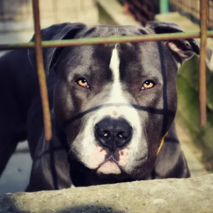 Питбул нахапа трима души и кучето им в несебърското село