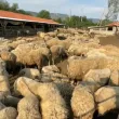 10 000 животни са евтаназирани заради шарката, огнищата не спират