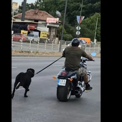 Моторист подкара из София, куче на повод тича след него ВИДЕО