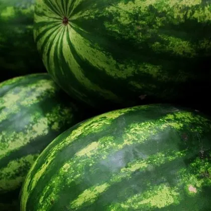 В Добруджа над 10 000 декара дини и пъпеши са