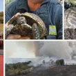Пловдивски пожарникари спасиха костенурки от пламъците
