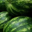 Сушата унищожи 10 000 декара дини и пъпеши