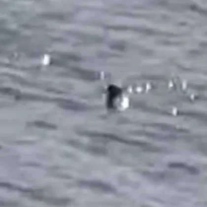 Туристка твърди че е заснелa кадри на чудовището от Лох Нес