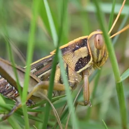 Масово нашествие от скакалци заплашва слънчогледа и други култури в
