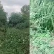 Сигнал: Коритото на река Бели Лом е обрасло с растителност ВИДЕО