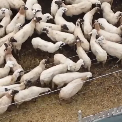 Забраниха движението на дребни преживни животни в цялата страна с изключение