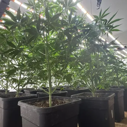 55 годишен перничанин е задържан след акция на Главна дирекция Борба с