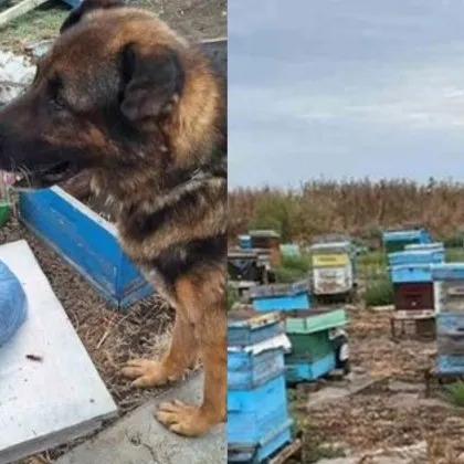 Близо килограм сух канабис беше намерен и иззет в карнобатското