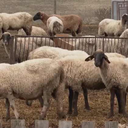 Българската агенция по безопасност на храните БАБХ установи за първи