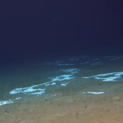 Животът може да процъфтява в изключително екстремни условия – от