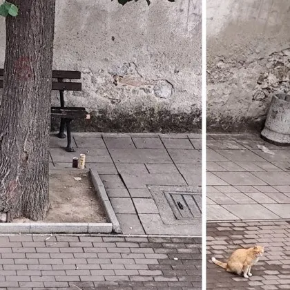 На пръв поглед – обикновена градска гледа Дърво пейка лампа