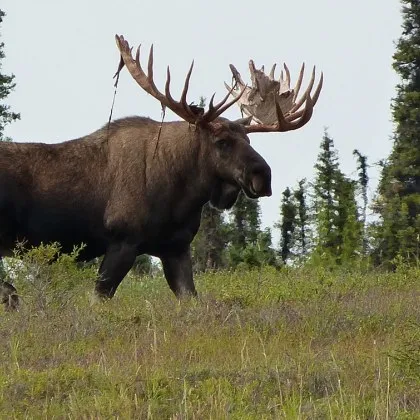 24 годишен българин загина а жена от Северна Македония е ранена след