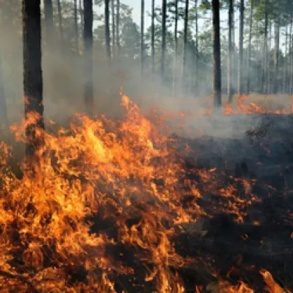 Над 100 000 декара изпепелени гори – това сочи равносметката след