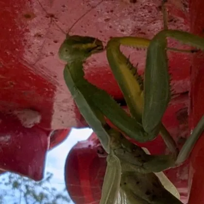 Богомолка с невиждани размери изненада къмпингуваща българка в Гърция Тя