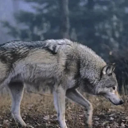 Нидерландските власти предупредиха хората да не навлизат в горски и