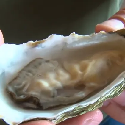 Черноморски стриди могат да превърнат района на Несебър в кулинарна