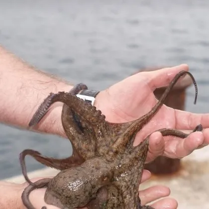 6 годишно момче е пострадало след като октопод се е хванал