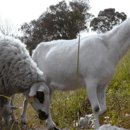 Епизоотичната обстановка по отношение на заболяването шарка по овцете и