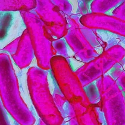 Учени са открили в лабораторен експеримент че кофеинът може да