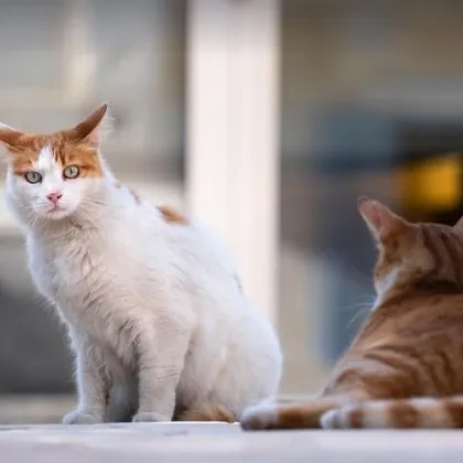 Преди месеци България бе фрапирана от разкритията за Габриела Сашова