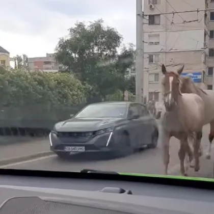 На любопитна гледка се натъкнаха столичани рано тази сутрин Коне