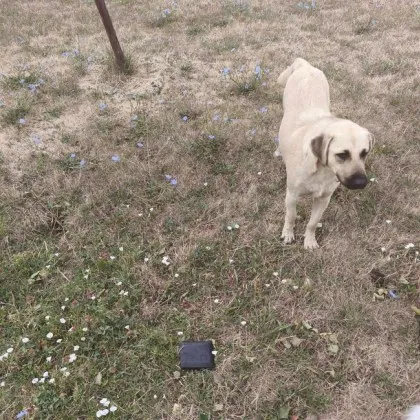 Любопитна случка се разиграла днес в София Добронамерено куче замеси